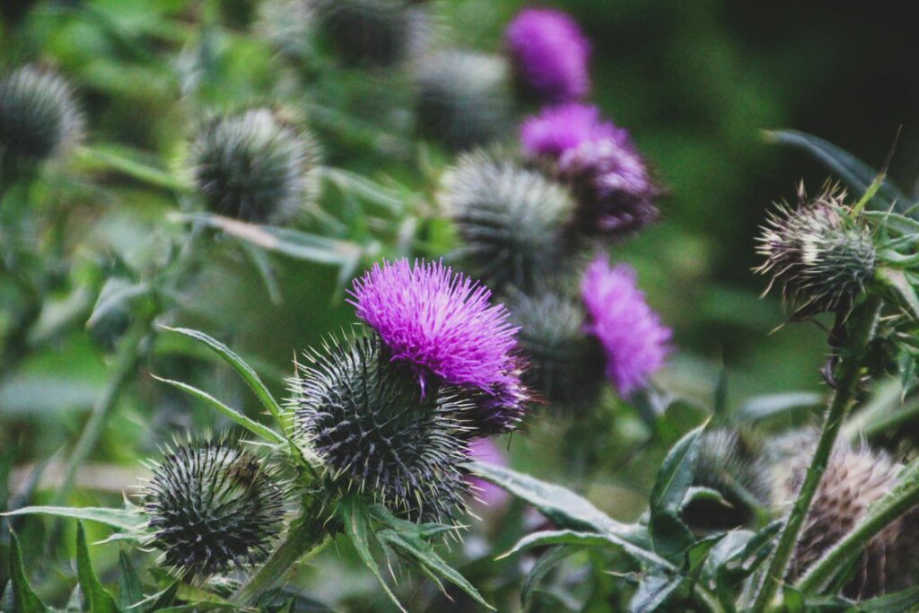 CMAA Membership page - thistles